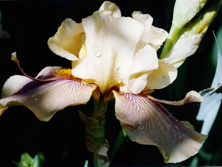 (36) iris.jpg